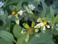 Bidens tripartita Kälkestad, Oppmannasjön, Kristianstad, Skåne, Sweden 20160827_0121