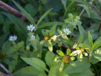 Bidens tripartita Kälkestad, Oppmannasjön, Kristianstad, Skåne, Sweden 20160827_0122