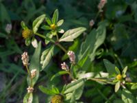 Bidens tripartita Kälkestad, Oppmannasjön, Kristianstad, Skåne, Sweden 20160827_0124