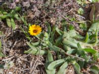 Calendula arvensis Cap Rihr, Morocco 20180225_0474