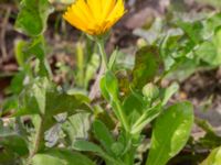 Calendula officinalis Brunnshögs f.d. odlingsområde, Lund, Skåne, Sweden 20240830_0078