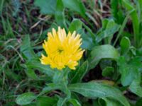 Calendula officinalis Holmastigen Ärtholmsvägen, Malmö, Skåne, Sweden 20191010_0047