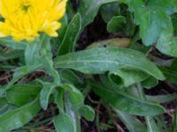 Calendula officinalis Holmastigen Ärtholmsvägen, Malmö, Skåne, Sweden 20191010_0048