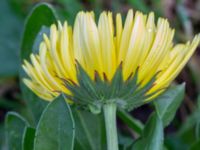 Calendula officinalis Holmastigen Ärtholmsvägen, Malmö, Skåne, Sweden 20191010_0051