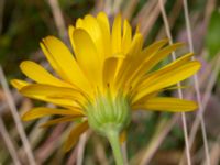 Calendula officinalis Holmastigen, Ärtholmsvägen, Malmö, Skåne, Sweden 20200708_0033