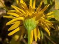 Calendula officinalis Kroksbäcksstigen, Malmö, Skåne, Sweden 20190630_0083