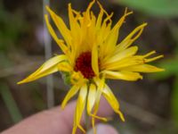 Calendula officinalis Kroksbäcksstigen, Malmö, Skåne, Sweden 20190702_0007