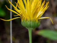 Calendula officinalis Kroksbäcksstigen, Malmö, Skåne, Sweden 20190702_0008