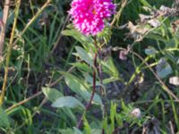 Callistephus chinensis Svanetorpsvägen, Åkarp, Lomma, Skåne, Sweden 20170930_0003