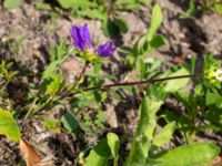 Callistephus chinensis Ulricedal, Malmö, Skåne, Sweden 20190811_0043