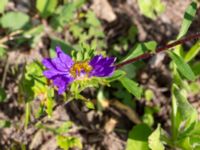 Callistephus chinensis Ulricedal, Malmö, Skåne, Sweden 20190811_0044