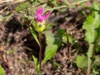 Callistephus chinensis Ulricedal, Malmö, Skåne, Sweden 20190811_0049