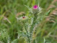 Carduus acanthoides Banvallen S handikappbadet, Ribersborg, Malmö, Skåne, Sweden 20170616_0007