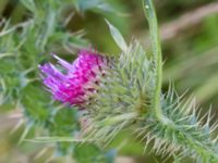 Carduus acanthoides Banvallen S handikappbadet, Ribersborg, Malmö, Skåne, Sweden 20170616_0009