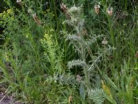 Carduus acanthoides Elbegatan, Malmö, Skåne, Sweden 20150614_0118