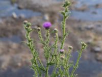 Carduus acanthoides Grodreservatet, Malmö hamn, Malmö, Skåne, Sweden 20160609_0077