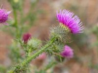 Carduus acanthoides Kåsen, Malmö, Skåne, Sweden 20180717_0013