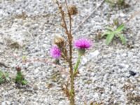 Carduus acanthoides Limhamns kalkbrott, Malmö, Skåne, Sweden 20180901_0054