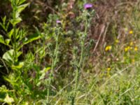 Carduus acanthoides Pumphuset, Tygelsjö ängar, Malmö, Skåne, Sweden 20150702_0034