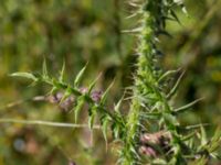 Carduus acanthoides Pumphuset, Tygelsjö ängar, Malmö, Skåne, Sweden 20150702_0035