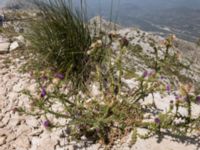 Carduus acanthoides Sveti Jure, Biokovo Nature Park, Tucepi, Croatia 20170802_1458