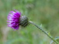 Carduus crispus Banvallen S handikappbadet, Ribersborg, Malmö, Skåne, Sweden 20170616_0002