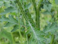 Carduus crispus Banvallen S handikappbadet, Ribersborg, Malmö, Skåne, Sweden 20170616_0003