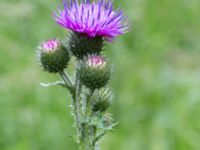 Carduus crispus Banvallen S handikappbadet, Ribersborg, Malmö, Skåne, Sweden 20170616_0005