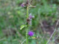 Carduus crispus Björket, Västra Ljungby, Kristianstad, Skåne, Sweden 20180914_0170