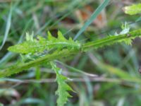 Carduus crispus Björket, Västra Ljungby, Kristianstad, Skåne, Sweden 20180914_0171