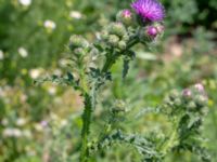 Carduus crispus Jordhögar, Hyllie, Malmö, Skåne, Sweden 20180604_0078