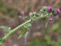 Carduus crispus Norra Fäladen, Lund, Skåne, Sweden 20151101_0004