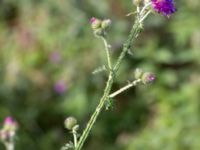 Carduus crispus Svanetorpsvägen, Åkarp, Lomma, Skåne, Sweden 20160716_0042