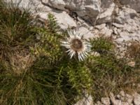 Carlina acaulis Sveti Jure, Biokovos Nature Park, Tucepi, Croatia 20170802_1495