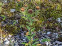 Carlina vulgaris var. vulgaris Limhamns kalkbrott, Malmö, Skåne, Sweden 20170813_0023