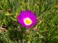 Carpobrotus edulis Tamri, Morocco 20180225_0505