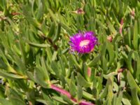 Carpobrotus edulis Tamri, Morocco 20180225_0506