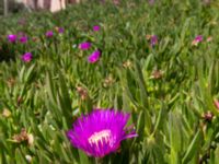 Carpobrotus edulis Tamri, Morocco 20180225_0507