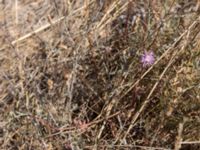 Centaurea caprina Fiolent, Crimea, Russia 20150914_0151