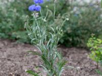 Centaurea cyanus Ärtholmsvägen, Malmö, Skåne, Sweden 20180811_0023