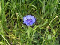 Centaurea cyanus Foteviken, Vellinge, Skåne, Sweden 20070613 006