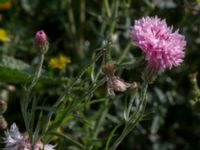 Centaurea cyanus Jordhögar S grodreservatet, Norra hamnen, Malmö, Skåne, Sweden 20170625_0054