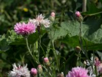 Centaurea cyanus Jordhögar S grodreservatet, Norra hamnen, Malmö, Skåne, Sweden 20170625_0055