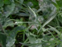 Centaurea cyanus Monumentparken, Lund, Skåne, Sweden 20190917_0037