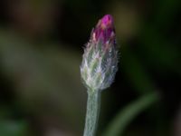 Centaurea cyanus Monumentparken, Lund, Skåne, Sweden 20190917_0038