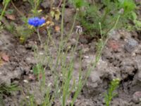 Centaurea cyanus Prästavägen, Lund, Skåne, Sweden 20160617_0060