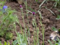 Centaurea cyanus Prästavägen, Lund, Skåne, Sweden 20160618_0002