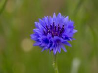 Centaurea cyanus Svanetorpsvägen, Åkarp, Lomma, Skåne, Sweden 20150528_0093