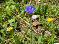 Centaurea cyanus Ulricedal, Malmö, Skåne, Sweden 20190617_0126