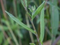 Centaurea jacea Österleden, Bjärred, Lomma, Skåne, Sweden 20160726_0056